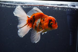 Thai Oranda  Sakura 5 Inch (ID#1119To5b-93) Free2Day SHIPPING