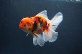 Thai Oranda  Sakura 5 Inch (ID#1119To5b-93) Free2Day SHIPPING