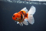 Thai Oranda  Sakura 5 Inch (ID#1119To5b-93) Free2Day SHIPPING