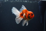 Thai Oranda  Sakura 5 Inch (ID#1119To5b-93) Free2Day SHIPPING