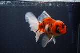 Thai Oranda  Sakura 5 Inch (ID#1119To5b-93) Free2Day SHIPPING