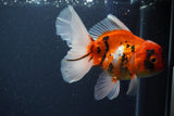 Thai Oranda  Sakura 5 Inch (ID#1119To5b-93) Free2Day SHIPPING