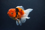 Thai Oranda  Sakura 4 Inch (ID#1119To5b-94) Free2Day SHIPPING