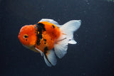 Thai Oranda  Sakura 4 Inch (ID#1119To5b-94) Free2Day SHIPPING