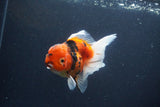 Thai Oranda  Sakura 4 Inch (ID#1119To5b-94) Free2Day SHIPPING