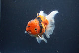 Thai Oranda  Sakura 4 Inch (ID#1119To5b-94) Free2Day SHIPPING