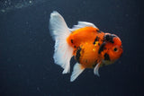 Thai Oranda  Sakura 4 Inch (ID#1119To5b-94) Free2Day SHIPPING