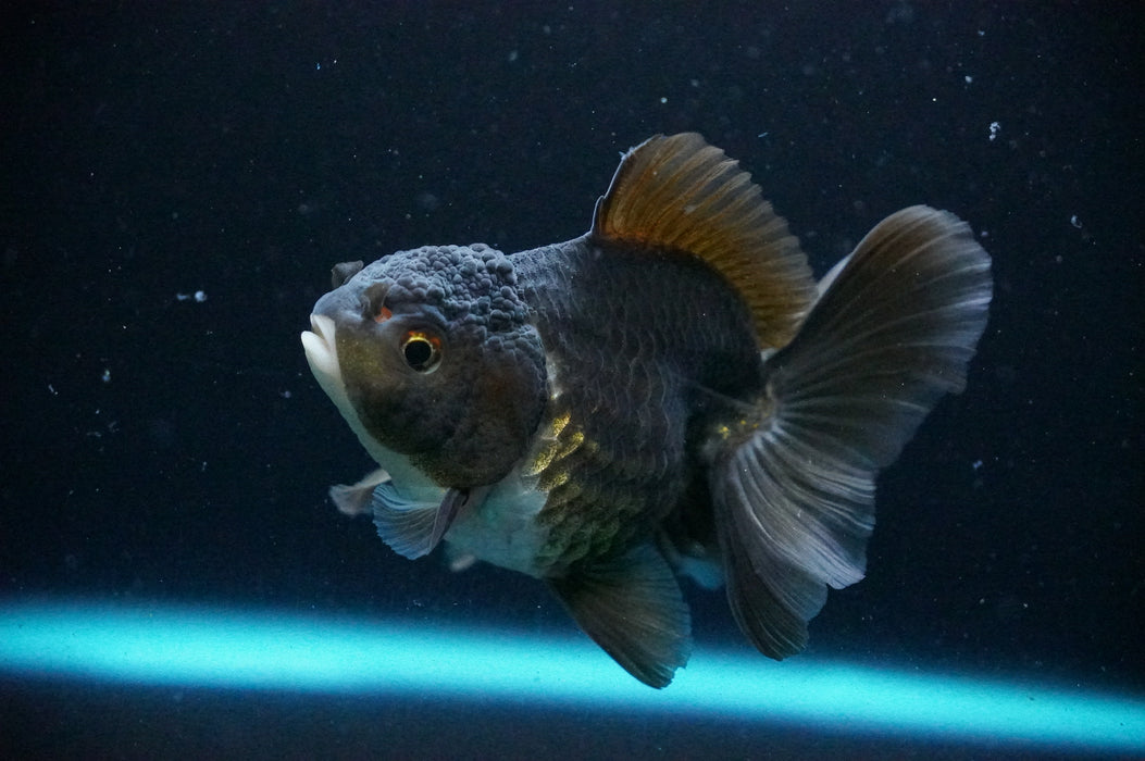 Thai Oranda  Black/Bronze 3.5 Inch (ID#1205T7a-29) Free2Day SHIPPING