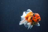 Thai Oranda  Sakura 4 Inch (ID#1119To5b-94) Free2Day SHIPPING