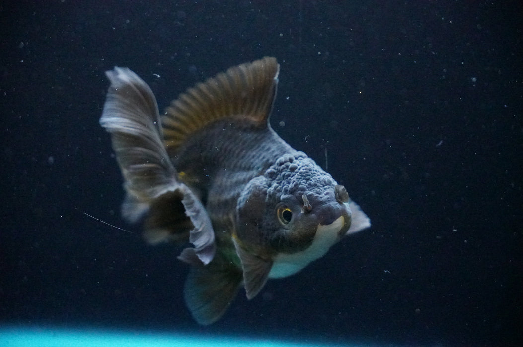Thai Oranda  Black/Bronze 3.5 Inch (ID#1205T7a-29) Free2Day SHIPPING