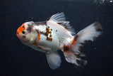 Thai Oranda  Tricolor 5 Inch (ID#0103T2c-55) Free2Day SHIPPING