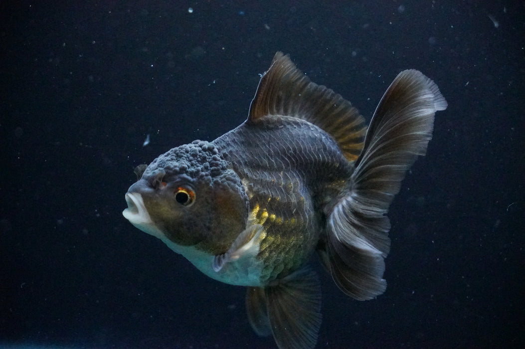 Thai Oranda  Black/Bronze 3.5 Inch (ID#1205T7a-29) Free2Day SHIPPING
