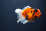 Thai Oranda  Sakura 4 Inch (ID#1119To5b-94) Free2Day SHIPPING