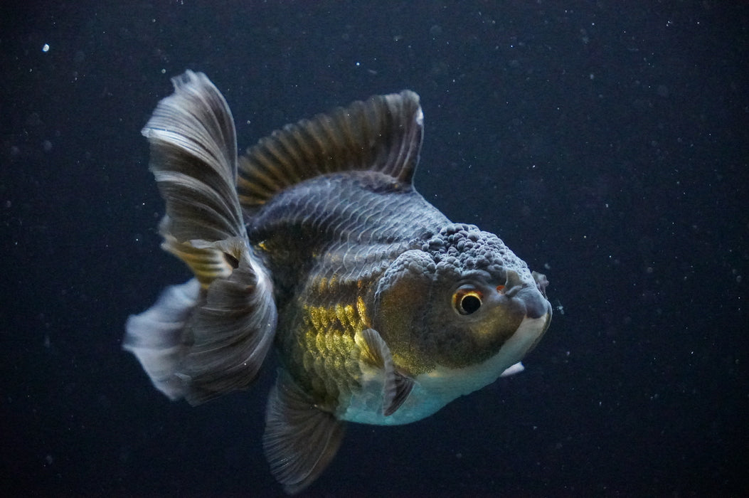 Thai Oranda  Black/Bronze 3.5 Inch (ID#1205T7a-29) Free2Day SHIPPING