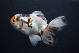 Thai Oranda  Tricolor 5 Inch (ID#0103T2c-55) Free2Day SHIPPING