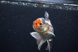 Thai Oranda  Tricolor 5 Inch (ID#0103T2c-55) Free2Day SHIPPING