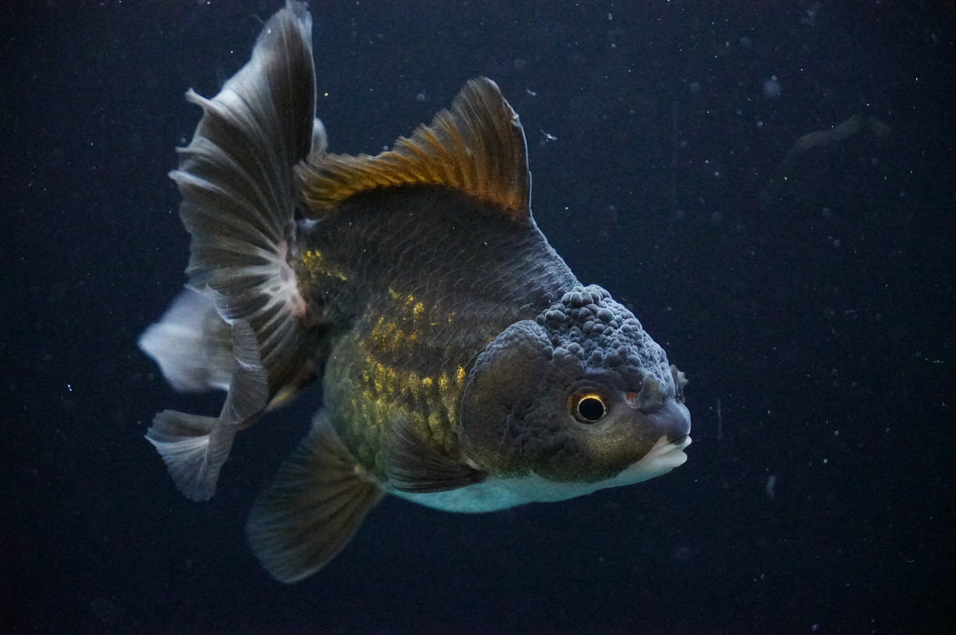 Thai Oranda  Black/Bronze 3.5 Inch (ID#1205T7a-29) Free2Day SHIPPING
