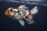 Thai Oranda  Tricolor 5 Inch (ID#0103T2c-55) Free2Day SHIPPING