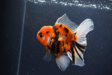 Thai Oranda  Sakura 4.5 Inch (ID#1119To5b-95) Free2Day SHIPPING