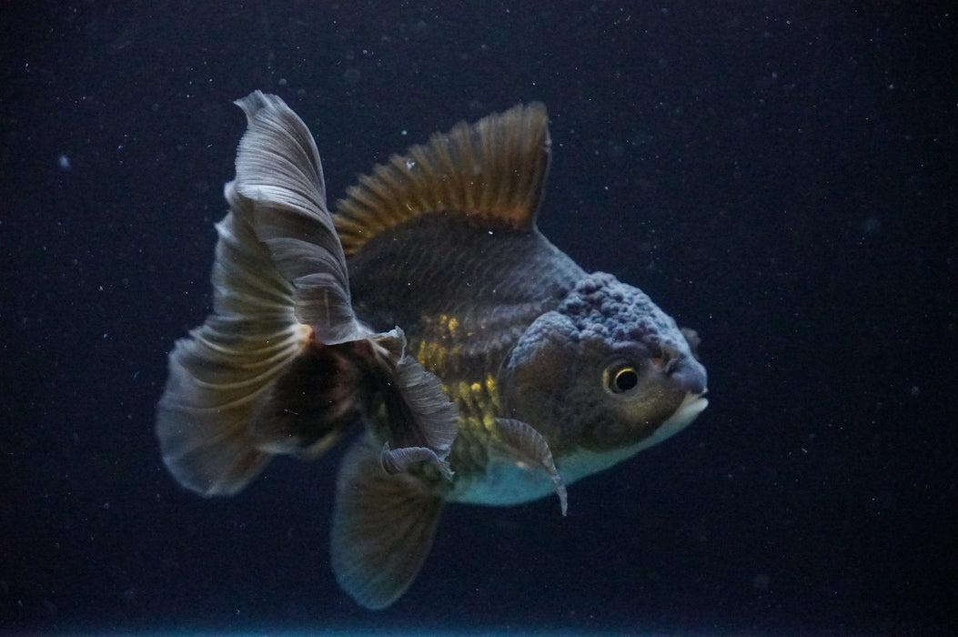 Thai Oranda  Black/Bronze 3.5 Inch (ID#1205T7a-29) Free2Day SHIPPING