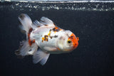 Thai Oranda  Tricolor 5 Inch (ID#0103T2c-55) Free2Day SHIPPING