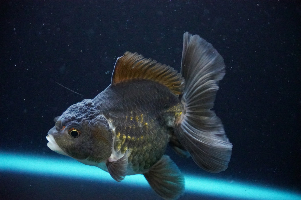 Thai Oranda  Black/Bronze 3.5 Inch (ID#1205T7a-29) Free2Day SHIPPING