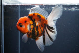 Thai Oranda  Sakura 4.5 Inch (ID#1119To5b-95) Free2Day SHIPPING