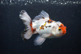 Thai Oranda  Tricolor 5 Inch (ID#0103T2c-55) Free2Day SHIPPING