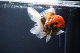 Thai Oranda  Sakura 4.5 Inch (ID#1119To5b-95) Free2Day SHIPPING