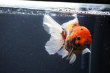 Thai Oranda  Sakura 4.5 Inch (ID#1119To5b-95) Free2Day SHIPPING