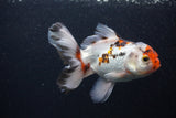 Thai Oranda  Tricolor 5 Inch (ID#0103T2c-55) Free2Day SHIPPING