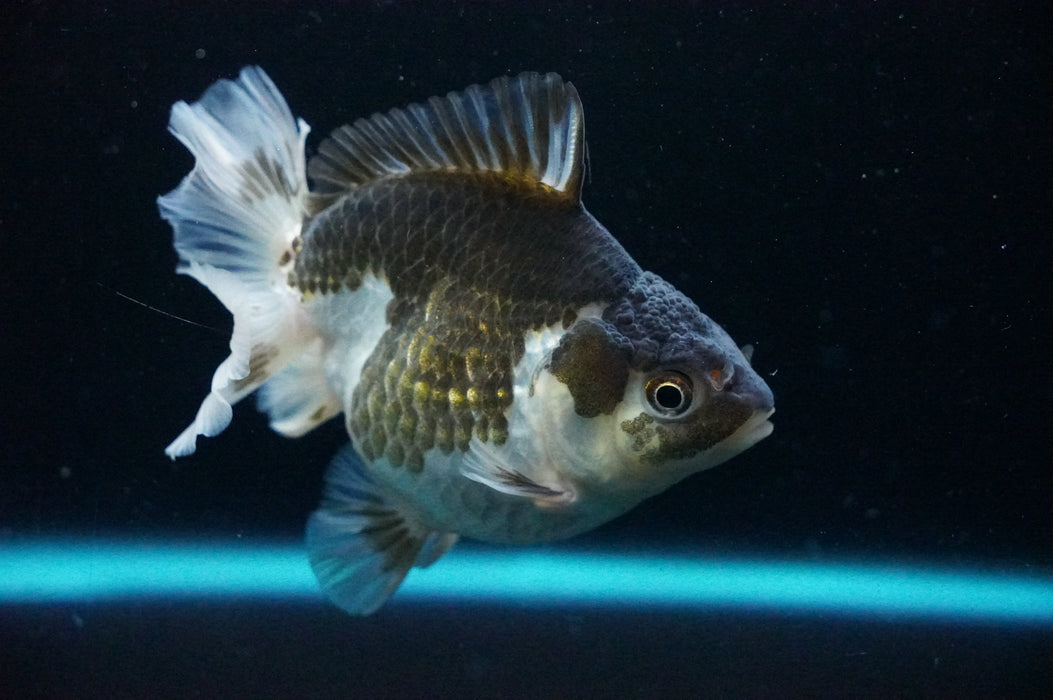 Thai Oranda  Panda 4 Inch (ID#1205T7a-30) Free2Day SHIPPING
