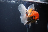 Thai Oranda  Sakura 4.5 Inch (ID#1119To5b-95) Free2Day SHIPPING