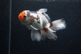 Thai Oranda  Tricolor 5 Inch (ID#0103T2c-55) Free2Day SHIPPING