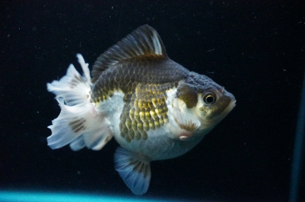 Thai Oranda  Panda 4 Inch (ID#1205T7a-30) Free2Day SHIPPING