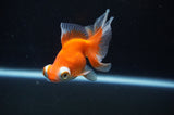Butterfly  Red White 3.5 Inch (ID#314B8b-36) Free2Day SHIPPING