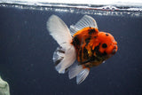 Thai Oranda  Sakura 4.5 Inch (ID#1119To5b-95) Free2Day SHIPPING