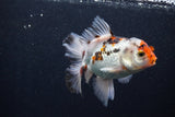 Thai Oranda  Tricolor 5 Inch (ID#0103T2c-55) Free2Day SHIPPING