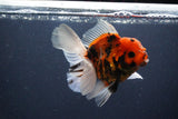 Thai Oranda  Sakura 4.5 Inch (ID#1119To5b-95) Free2Day SHIPPING