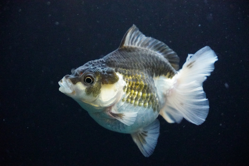 Thai Oranda  Panda 4 Inch (ID#1205T7a-30) Free2Day SHIPPING