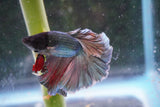 Copper    Halfmoon Male Betta (ID#801-M213) Free2Day SHIPPING