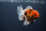 Thai Oranda  Sakura 4.5 Inch (ID#1119To5b-95) Free2Day SHIPPING