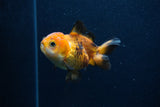 Thai Oranda  Tricolor 3.5 Inch (ID#0103T2a-56) Free2Day SHIPPING