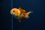 Thai Oranda  Tricolor 3.5 Inch (ID#0103T2a-56) Free2Day SHIPPING