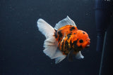 Thai Oranda  Sakura 4.5 Inch (ID#1119To5b-95) Free2Day SHIPPING