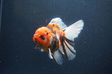 Thai Oranda  Sakura 4.5 Inch (ID#1119To5b-95) Free2Day SHIPPING