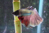 Copper    Halfmoon Male Betta (ID#801-M213) Free2Day SHIPPING