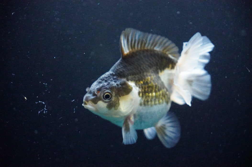 Thai Oranda  Panda 4 Inch (ID#1205T7a-30) Free2Day SHIPPING