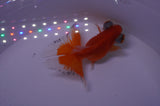 Butterfly  Red White 3.5 Inch (ID#314B8b-36) Free2Day SHIPPING