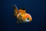 Thai Oranda  Tricolor 3.5 Inch (ID#0103T2a-56) Free2Day SHIPPING